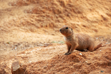 Prairie dog