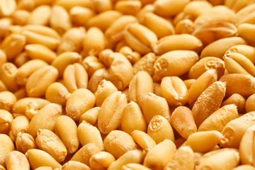 Deurstickers Wheat grains © Bits and Splits