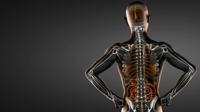 human entrails radiography scan 