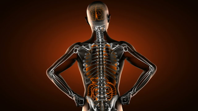 human entrails radiography scan 