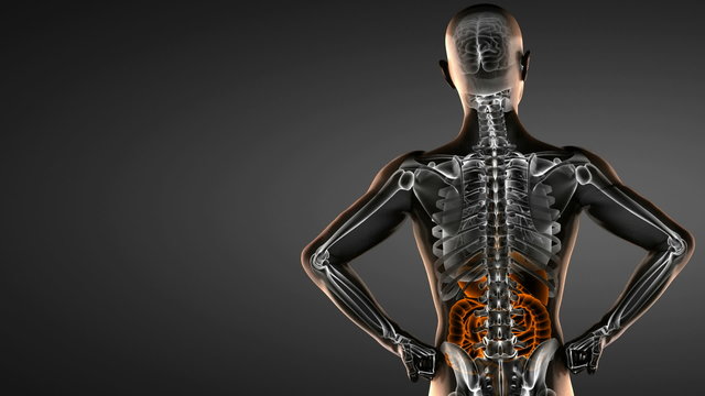 human entrails radiography scan 