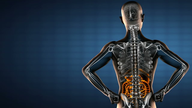 human entrails radiography scan 