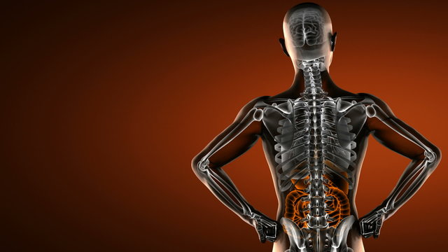 human entrails radiography scan 
