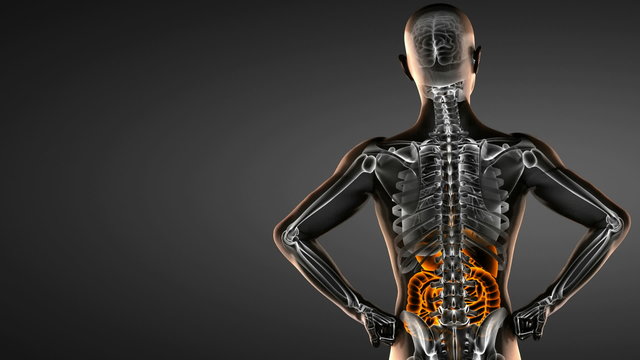human entrails radiography scan 