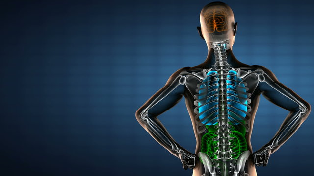 human entrails radiography scan 
