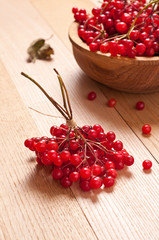 viburnum berries