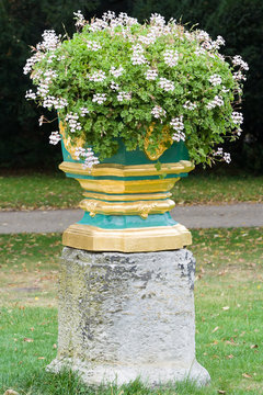 Blooming Geranium in a stone vase.