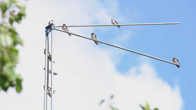 Family of martlets sitting on the TV antenna