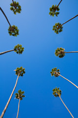 LA Los Angeles palmiers d& 39 affilée en Californie typique