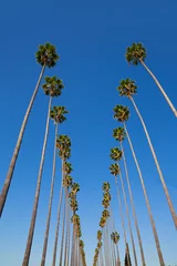 Fototapeten LA Los Angeles Palmen in Folge typisch kalifornisch © lunamarina