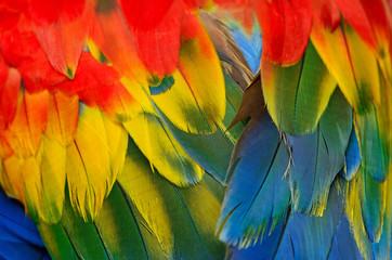 Scarlet Macaw feathers © panuruangjan
