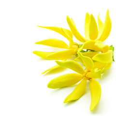 Ylang-Ylang flower