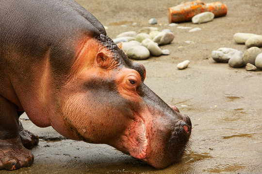 Hippo head Side view