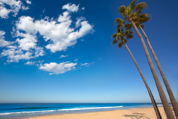 Newport beach California palm trees on shore