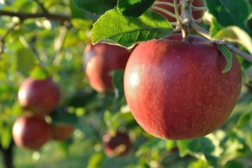 Cluster of ripe apples on a tree branch