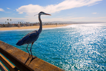 Naklejka premium Blue Heron Ardea cinerea in Newport pier California