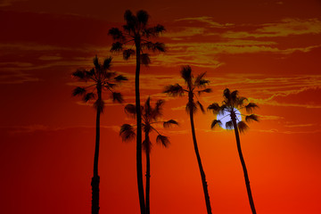 Obraz na płótnie Canvas California high palm trees sunset sky silohuette