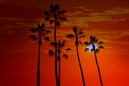 California high palm trees sunset sky silohuette