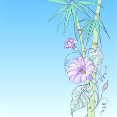 Bindweed flower and bamboo