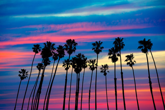 California palm trees sunset with colorful sky