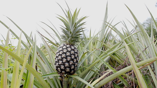 Panning footage of Pineapple in the farm