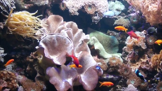 Color Aquarium