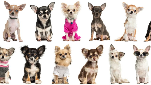 Loopable animation of chihuahuas pictures scrolling
