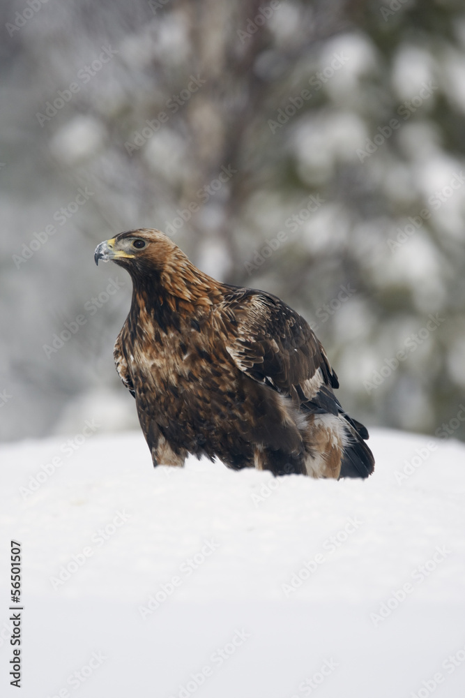 Poster Golden eagle, Aquila chrysaetos