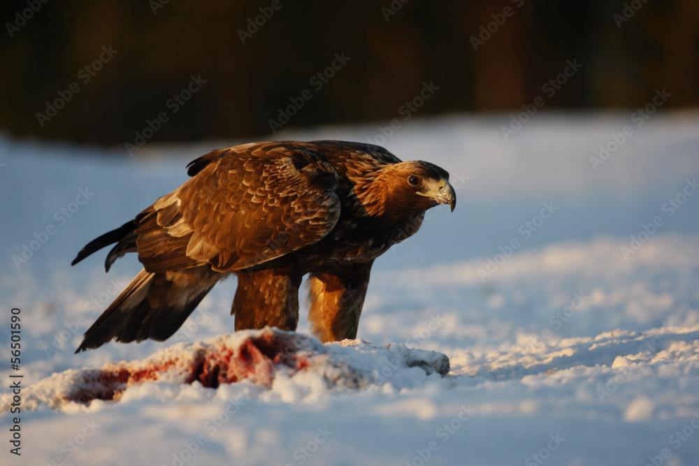 Wall mural Golden eagle, Aquila chrysaetos