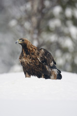 Golden eagle, Aquila chrysaetos