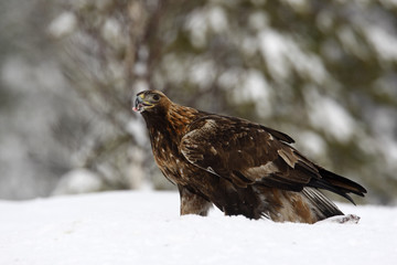 Golden eagle, Aquila chrysaetos