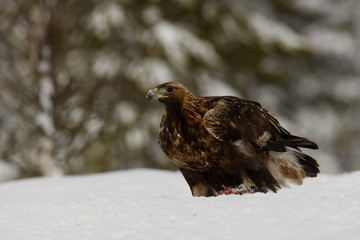 Golden eagle, Aquila chrysaetos