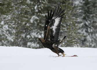 Golden eagle, Aquila chrysaetos