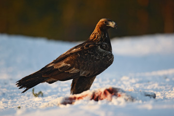 Golden eagle, Aquila chrysaetos