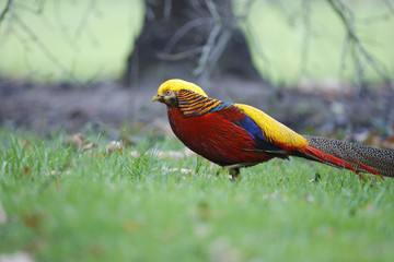 Golden pheasant, Chrysolophus pictus,