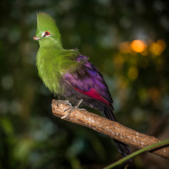 Green bird