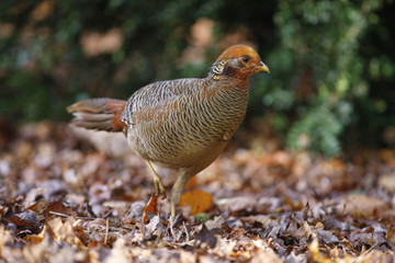Golden pheasant, Chrysolophus pictus,