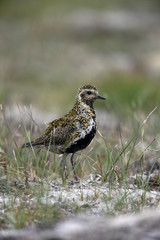 Golden plover, Pluvialis apricaria