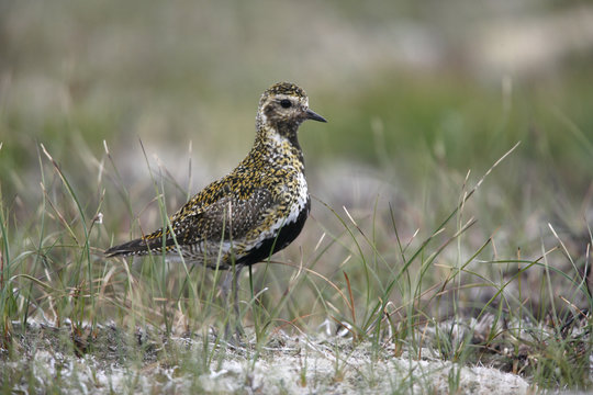Golden plover, Pluvialis apricaria