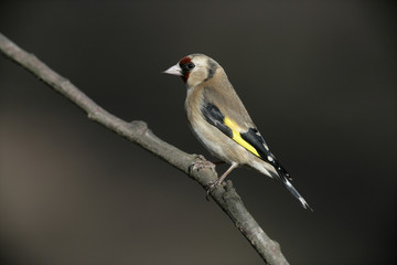Goldfinch Carduelis carduelis