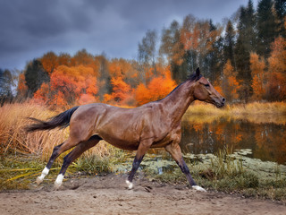 Chestnut  horse run across autumn lake