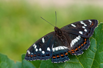 Poplar Admiral (Limenitis populi)