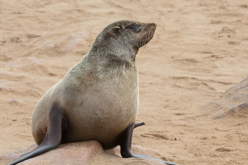 Fototapeta premium Sea Lions