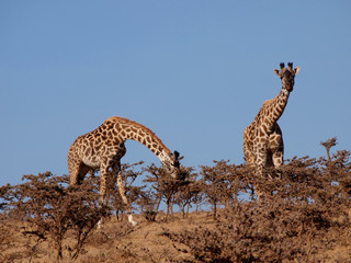 giraffe