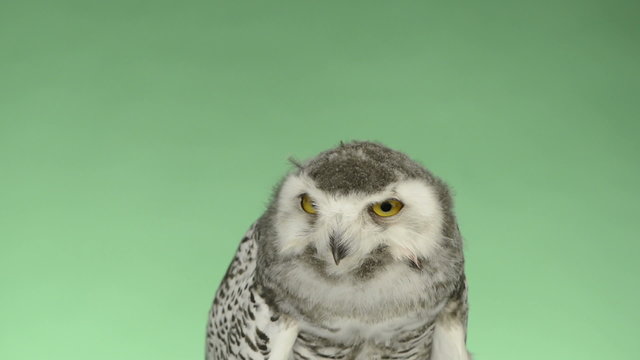 Close-up of a young snowy owl looking around, green key