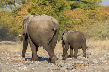 Fototapeta premium walking family