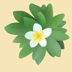 Fototapeta premium Frangipani plumeria with leaves