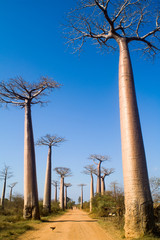 Fototapeta na wymiar Baobab aleja