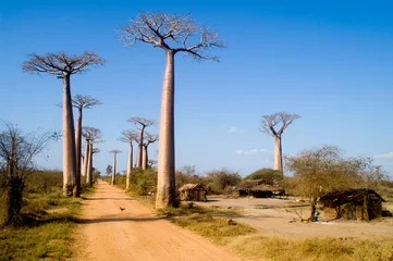 Abwaschbare Fototapete Baobab Baobab-Allee
