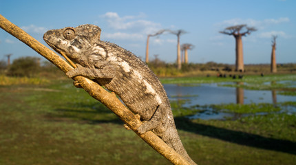 Chameleon